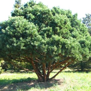 Borovica lesná (Pinus Sylvestris) ´WATERERI NANA´ - výška 40-50 cm, kont. C18L, ⌀ koruny 50-60 cm